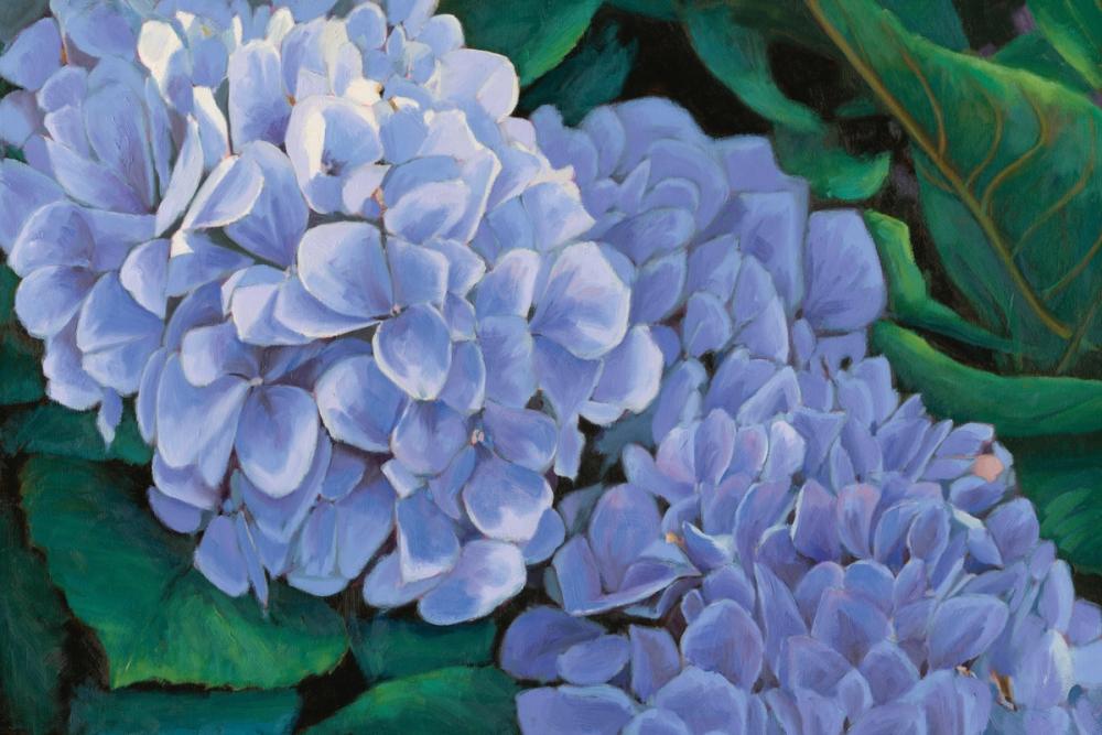 Periwinkle Hydrangea