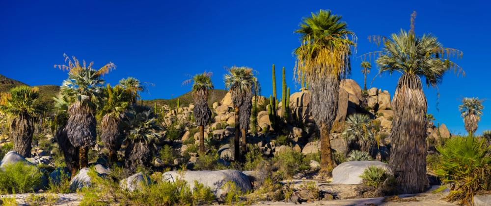 Baja Palms