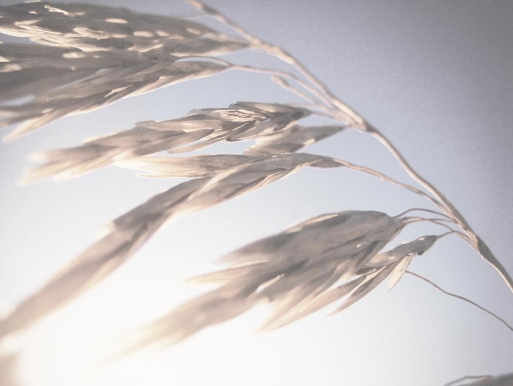 Windy Wheat Fields II Light