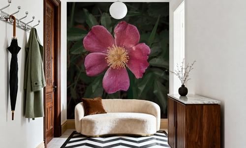 Wild Rose IV