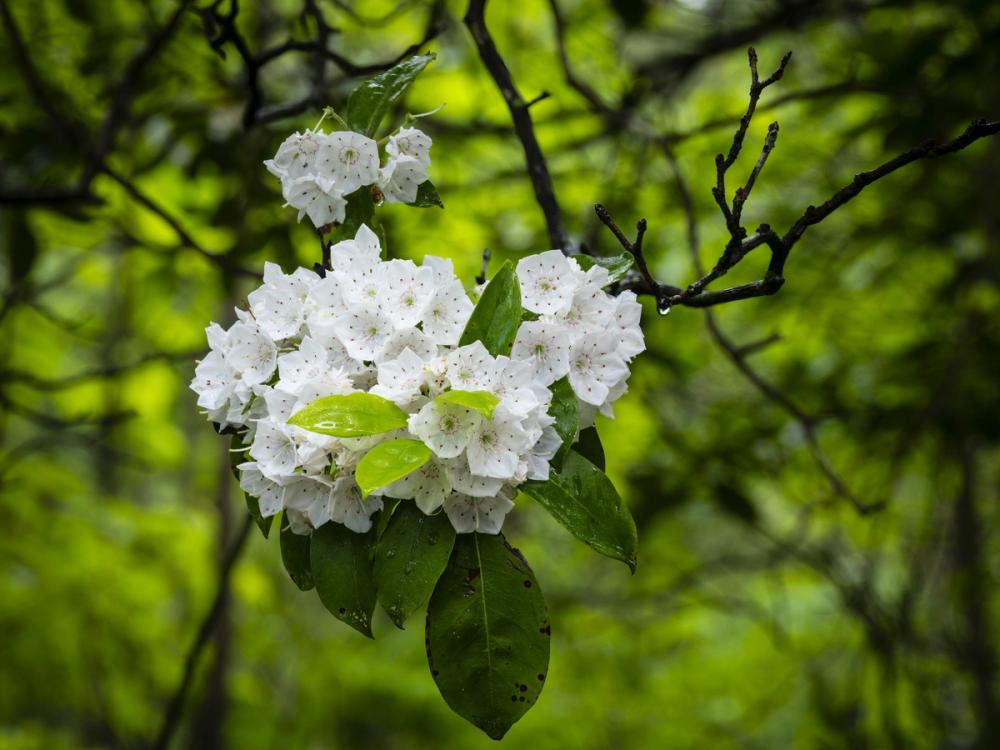Dewy Star Blossoms