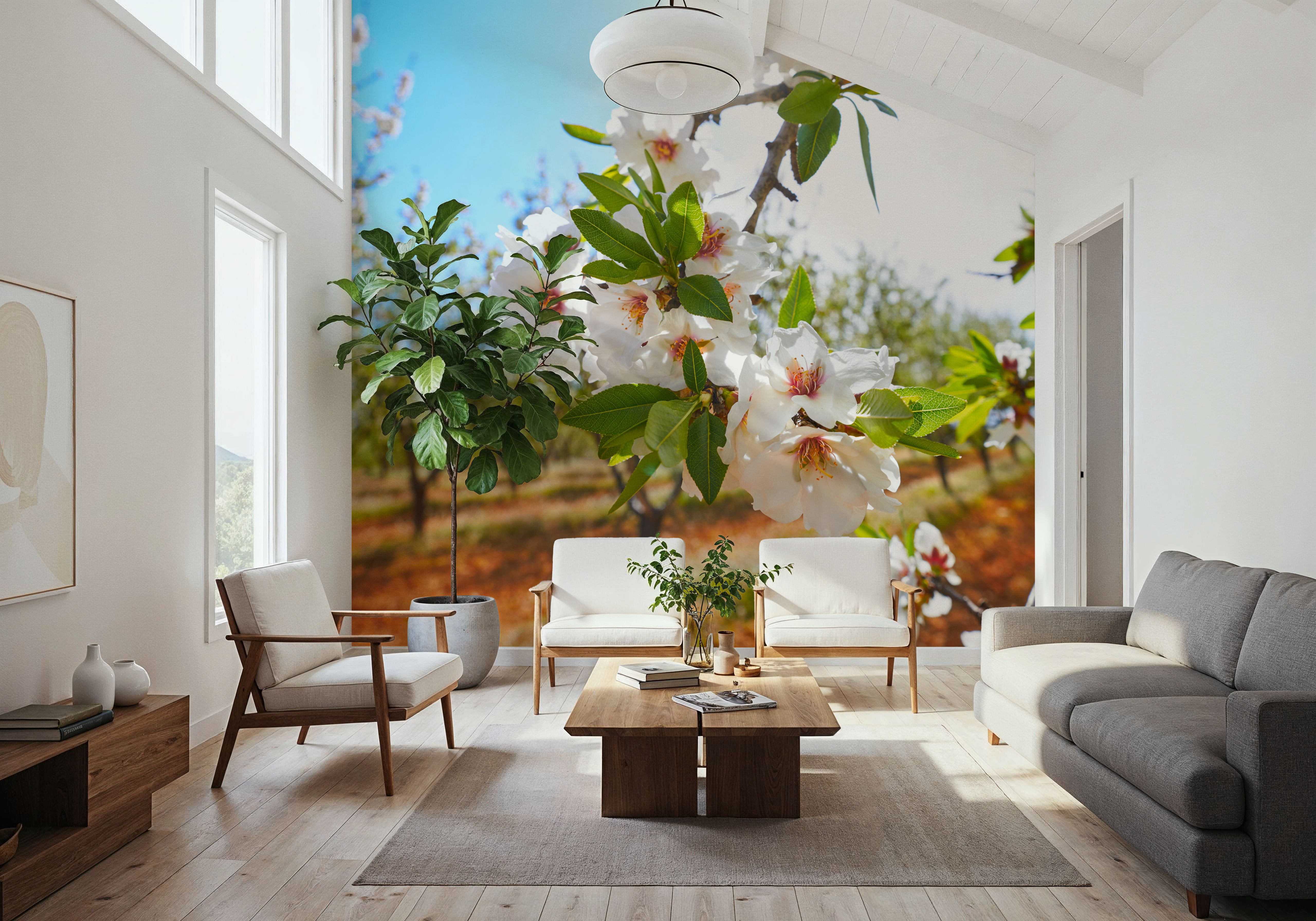 Almond Blossom Orchard