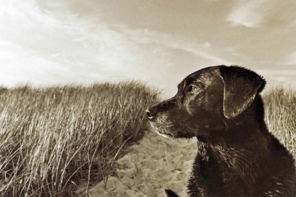 At the Labrador Beach