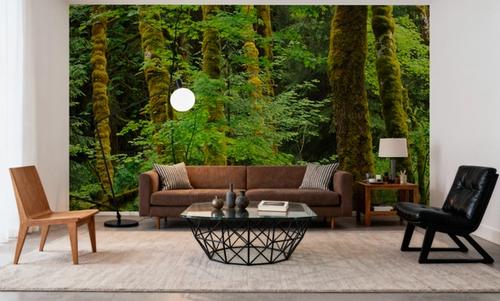 Evergreen Trees