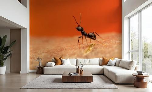 Ant Walk