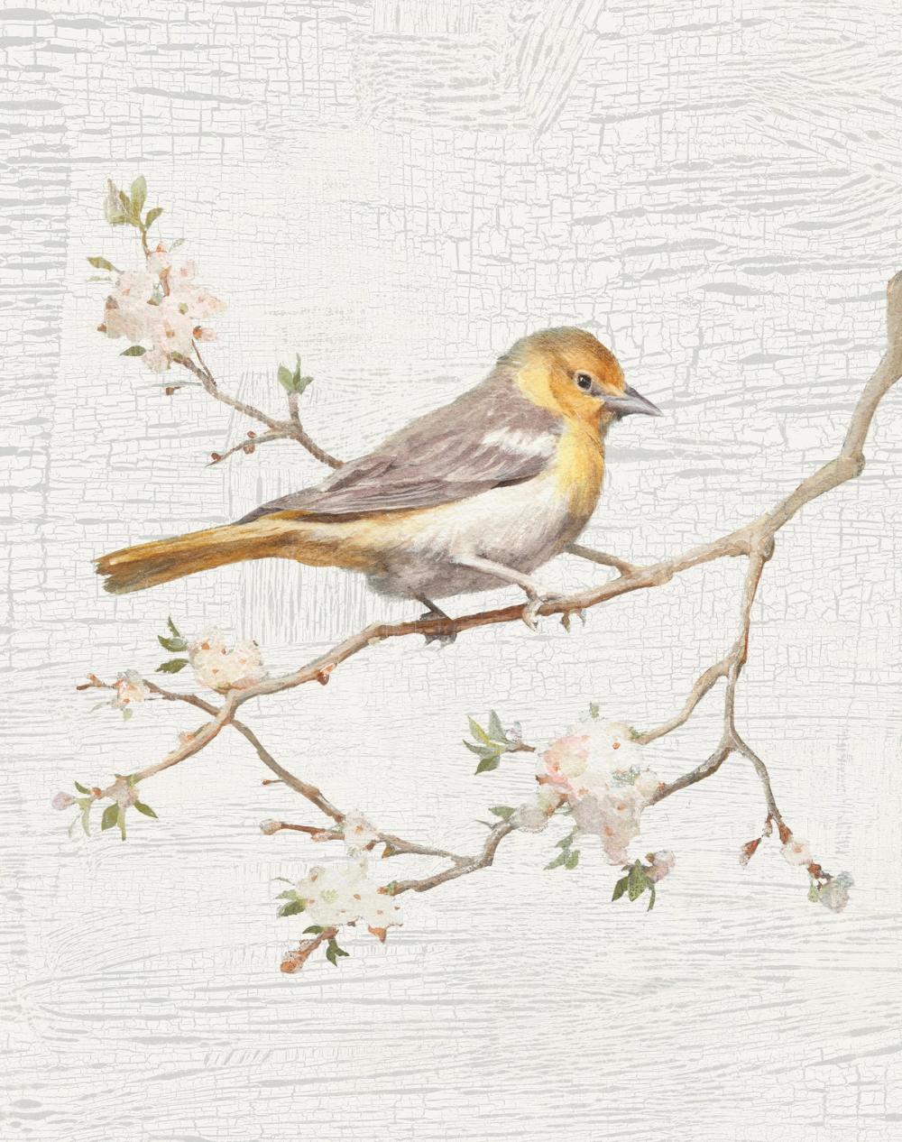 Northern Oriole Flipped Vintage