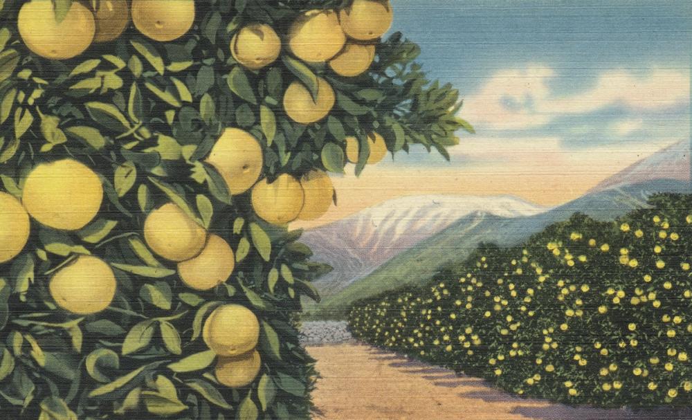 Greetings from Grapefruits - Screenprint Postcard