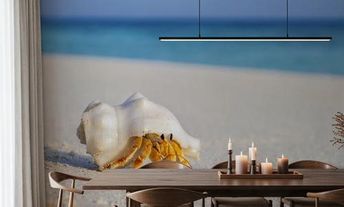 Hermit Crab