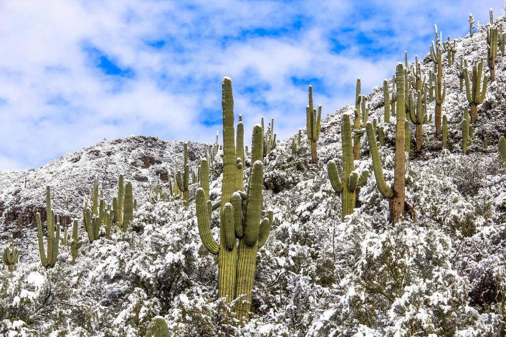 Snowy Desert Cactai