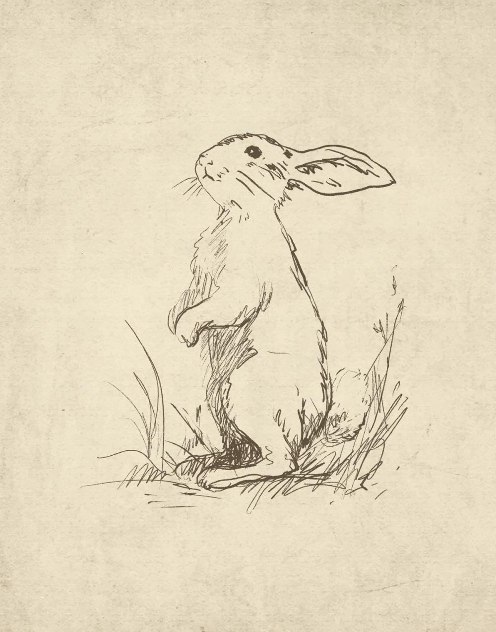 Woodland Rabbit