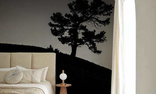 Limber Pine BW