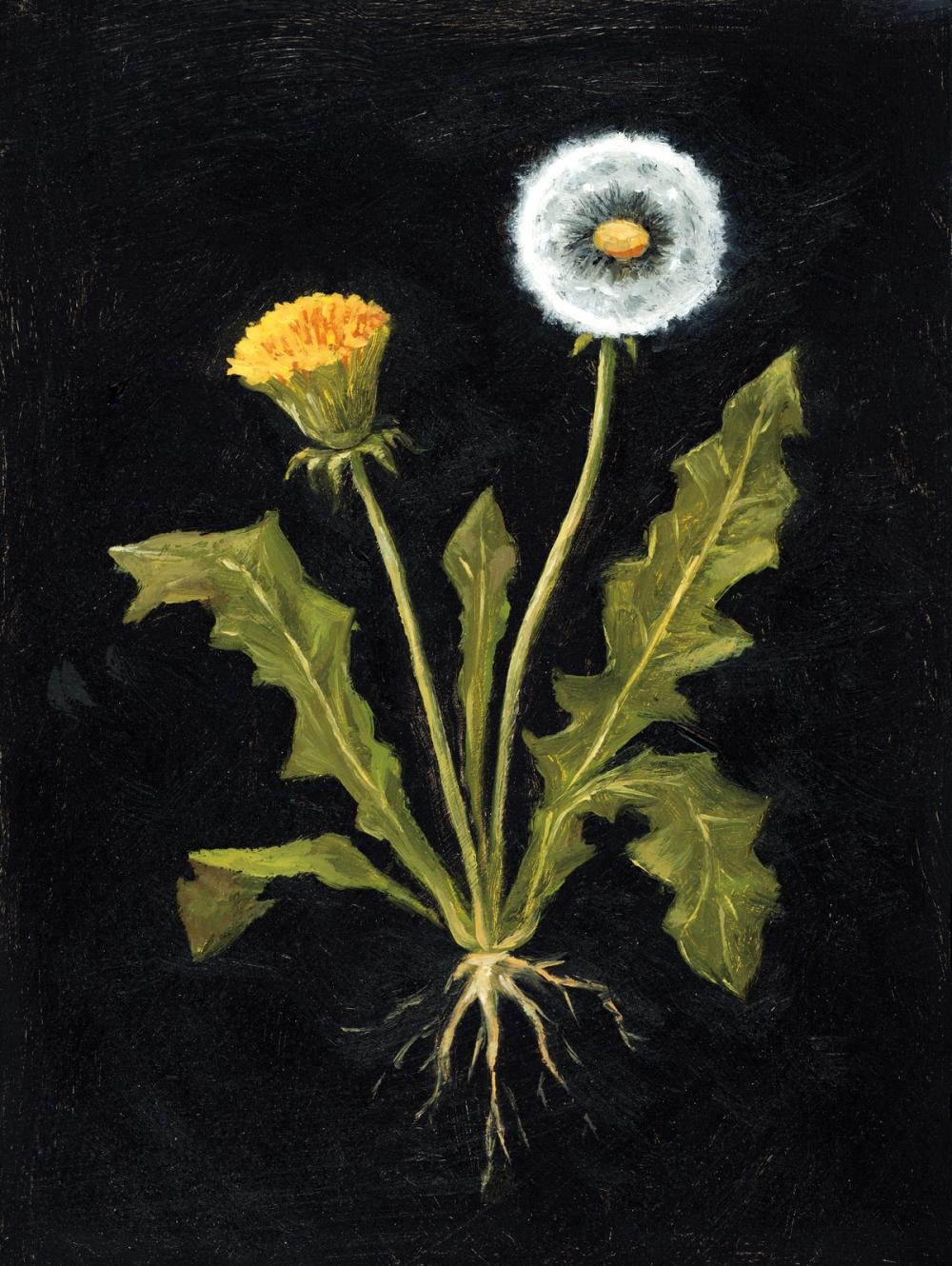Vintage Dandelion