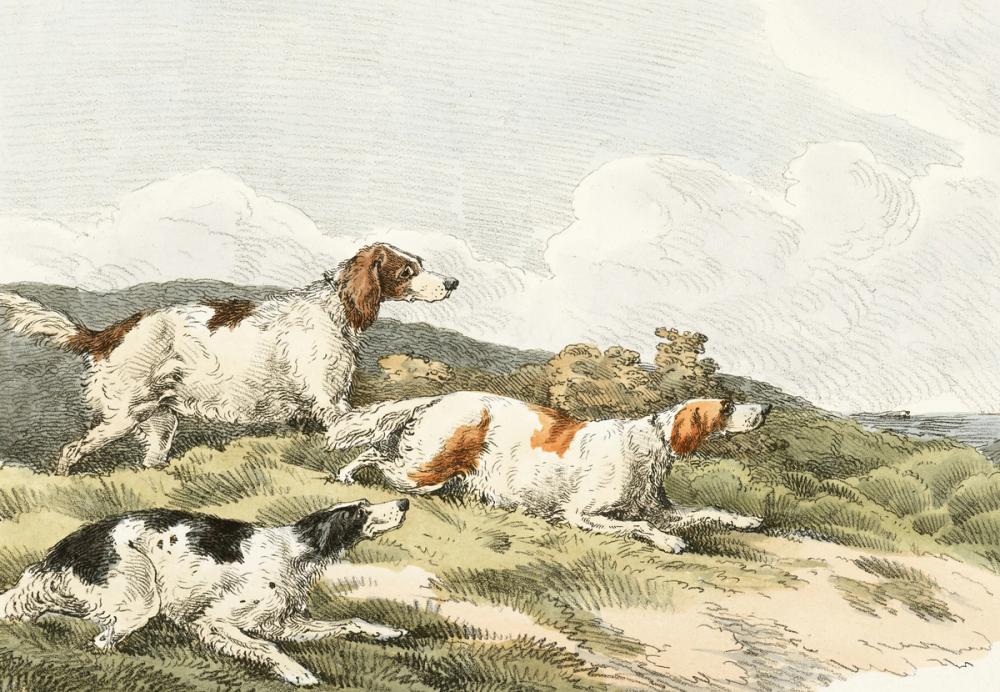 Illustration of Running Hounds