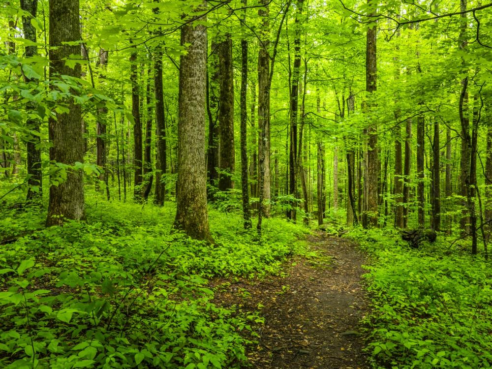 Emerald Woodland Path