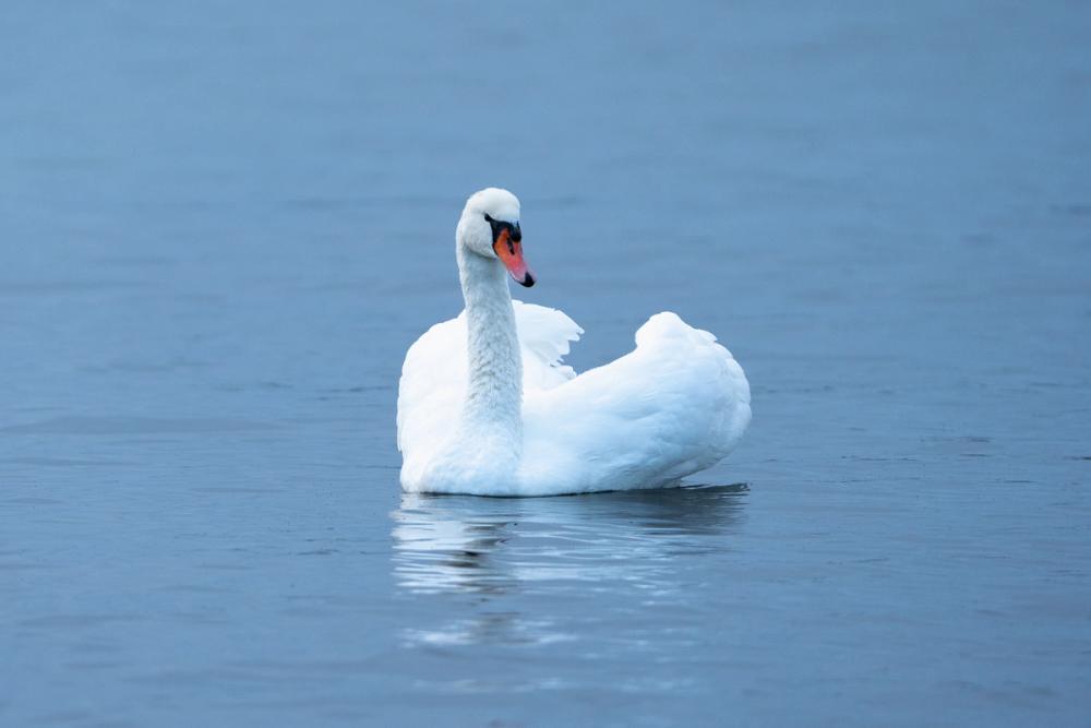 White Swan