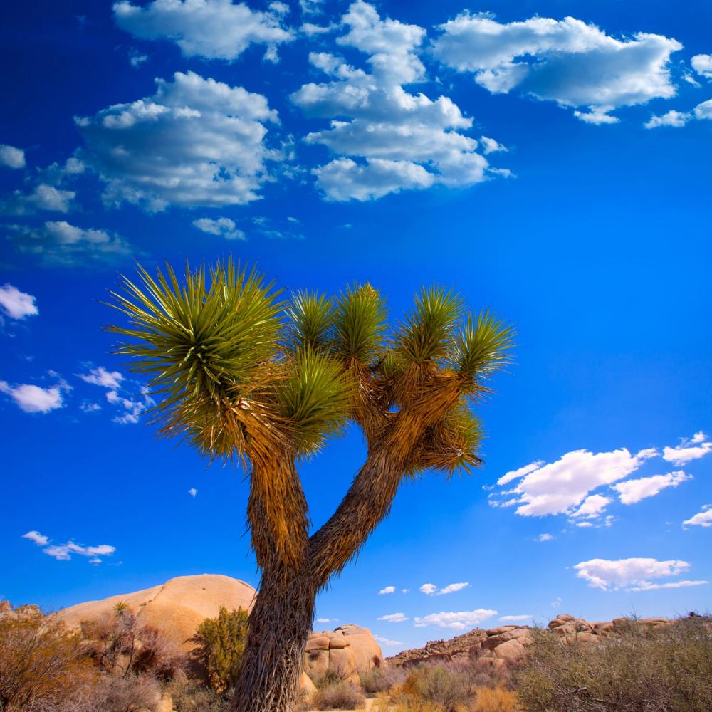 Joshua Tree Blue VII