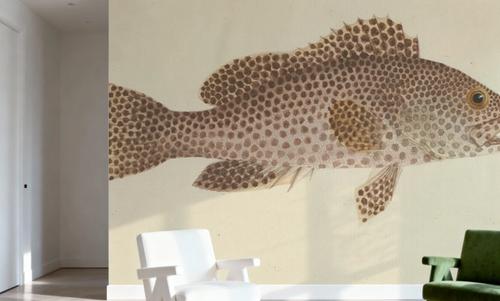 Spotted Grouper