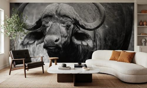African Buffalo
