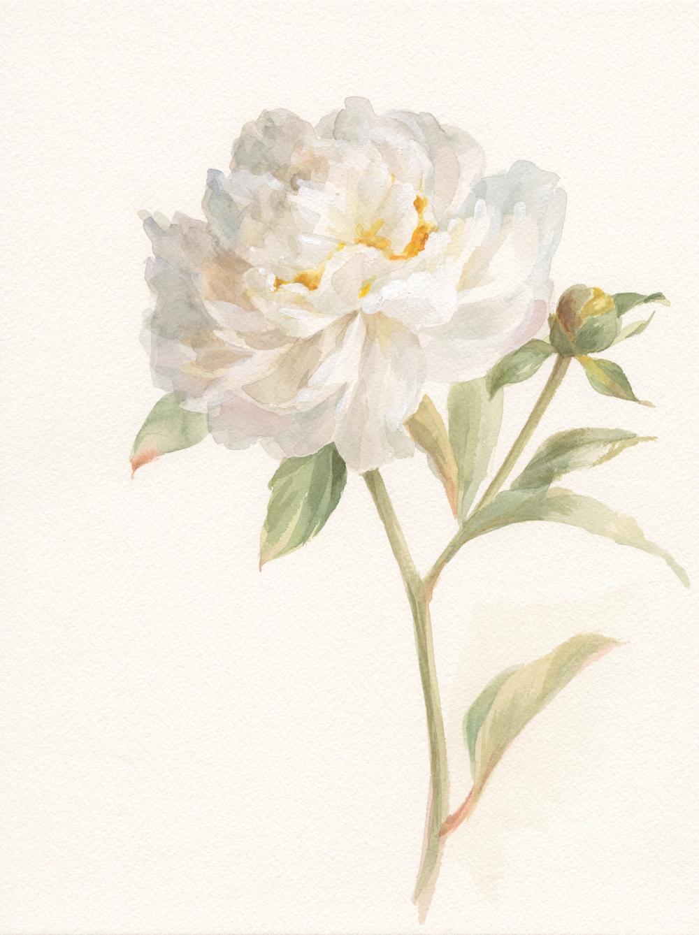 Garden Peony