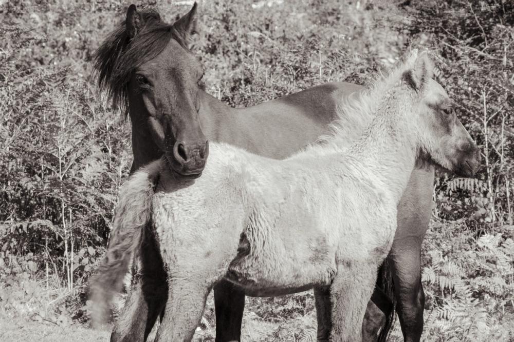 Dartmoor Ponies V