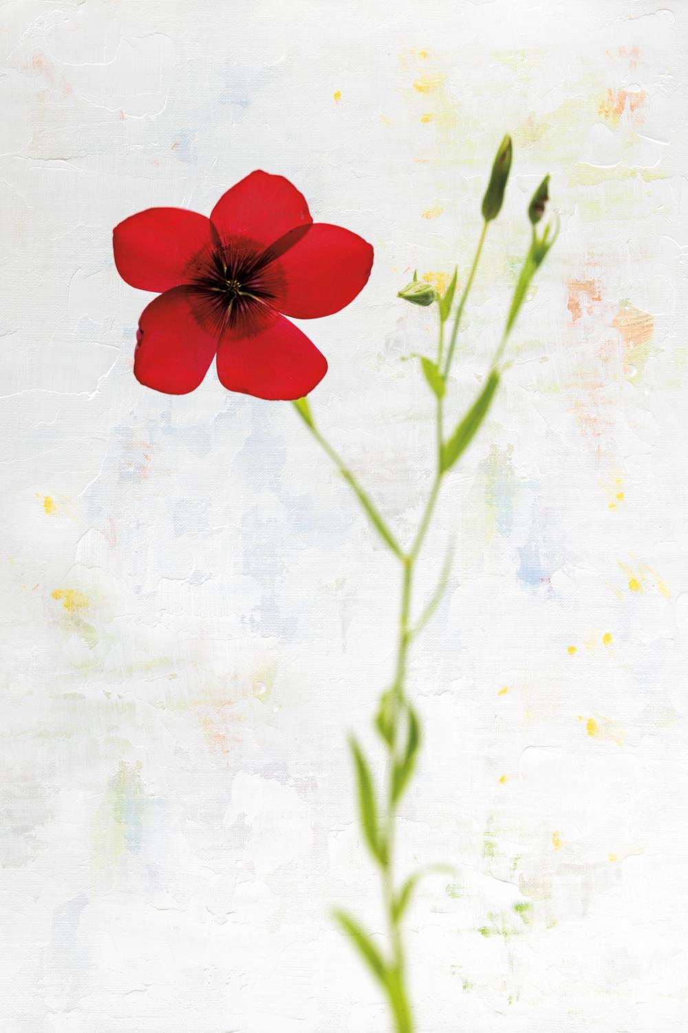 Wonderful Wildflowers XIV