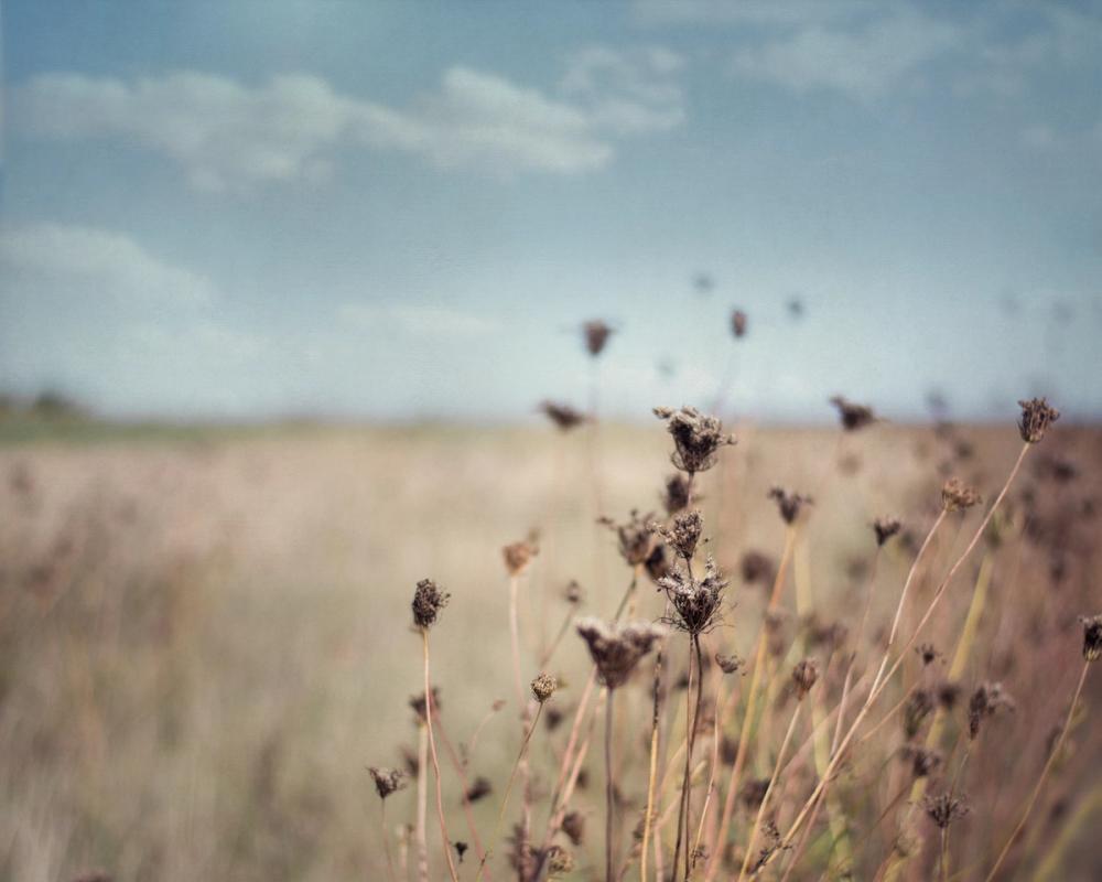 Falling Queen Annes Lace I