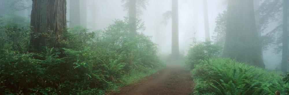 Lady Bird Johnson Grove