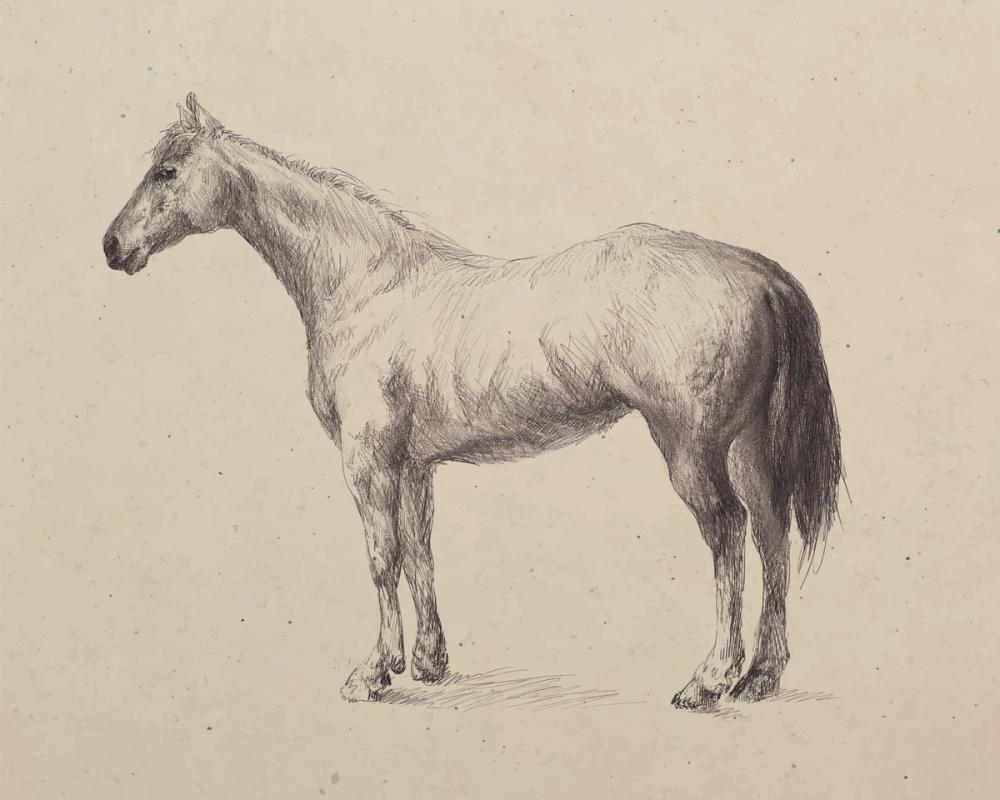 Standing Horse Sketch