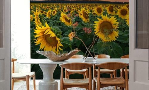 Proud Sunflower Field