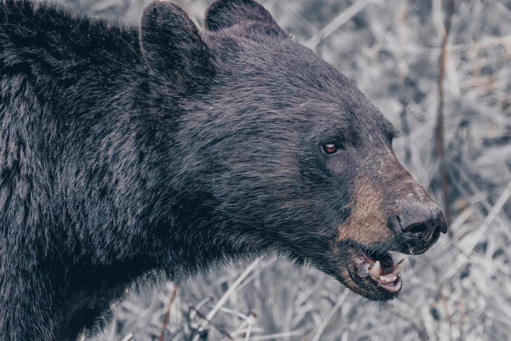 Alberta Black Bear Tones