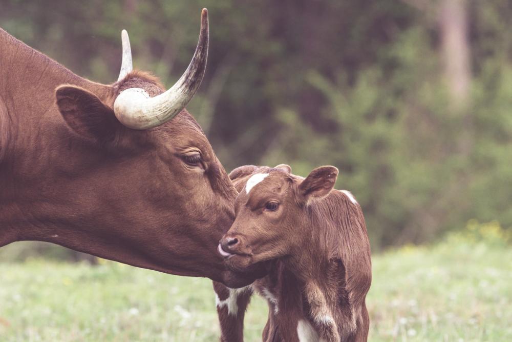 Longhorn Kiss