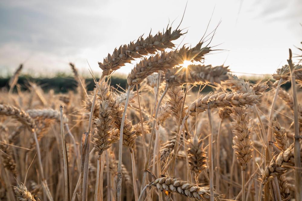 Sunlit Harvest