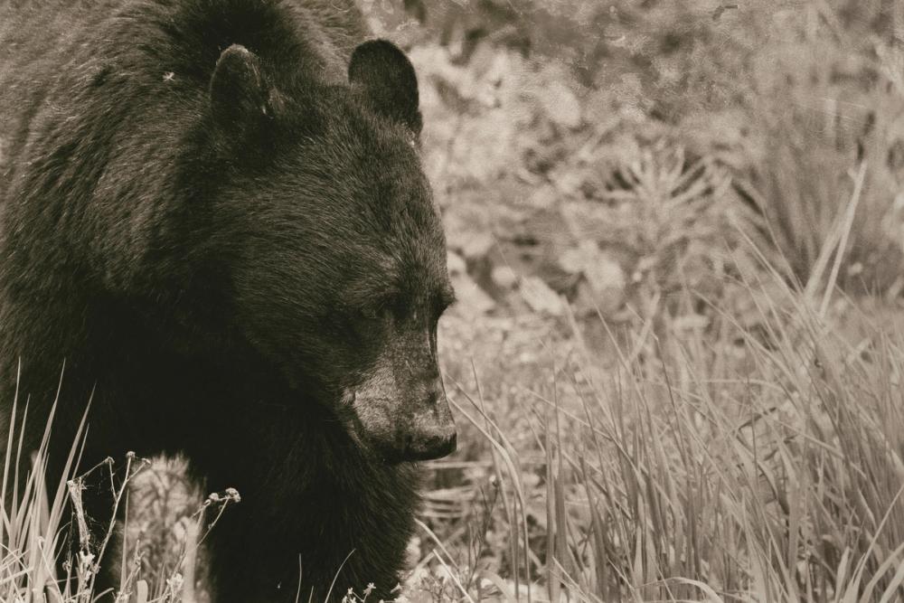 Black Bear Wander