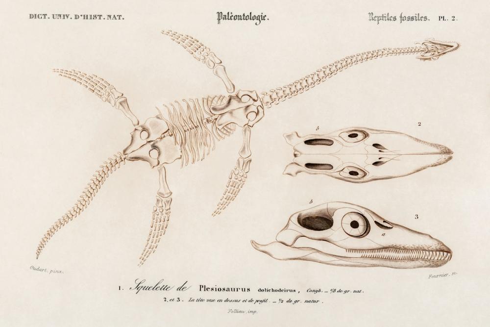 Plesiosaurus Illustrated