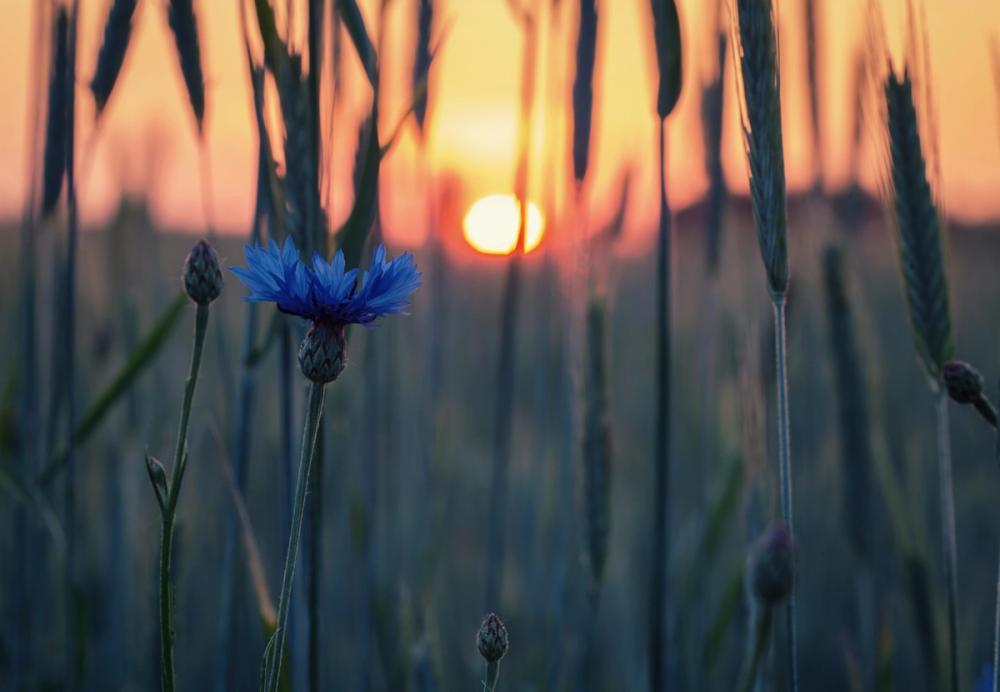 Cornflower Sunset