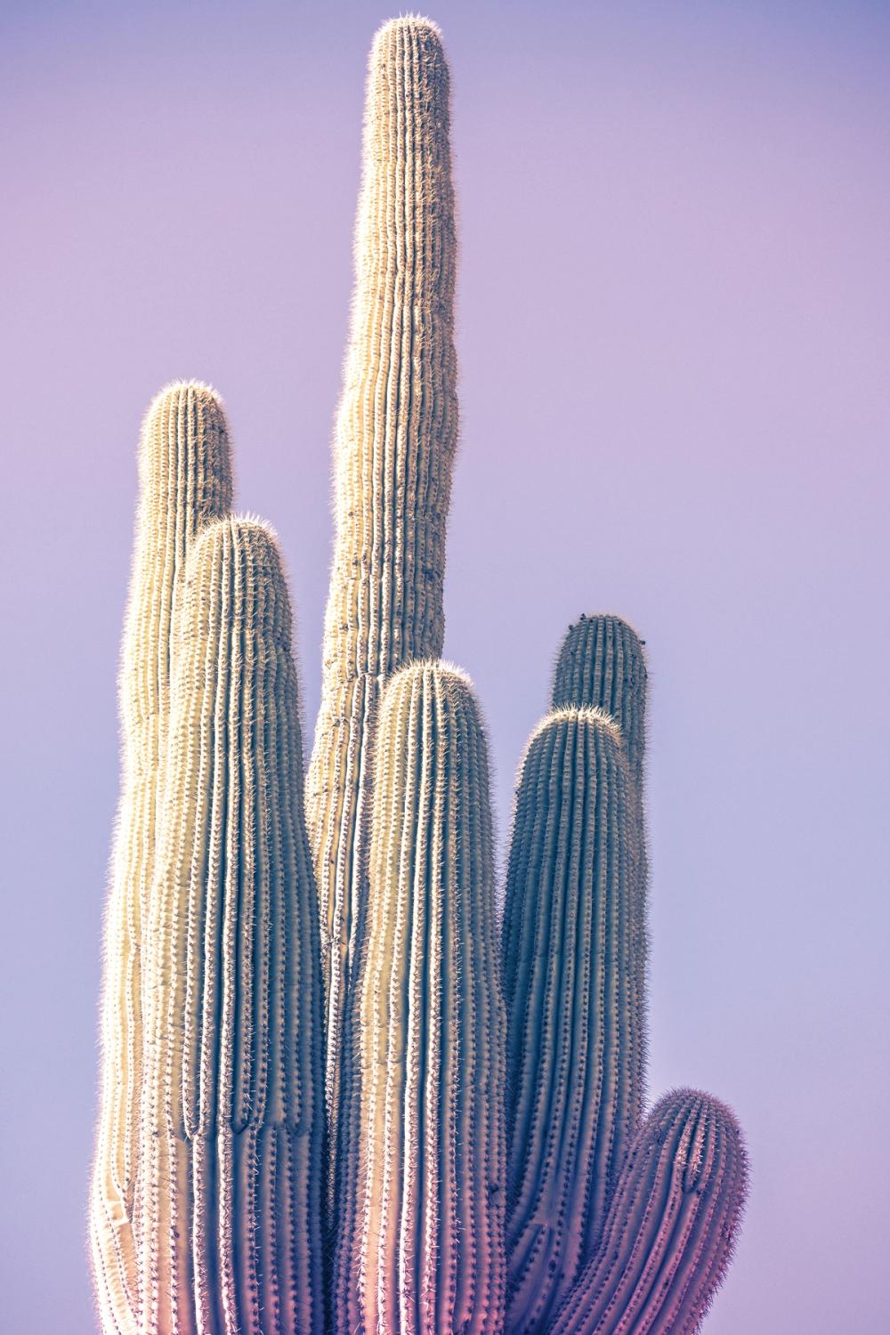Saguaro Purple Pastel