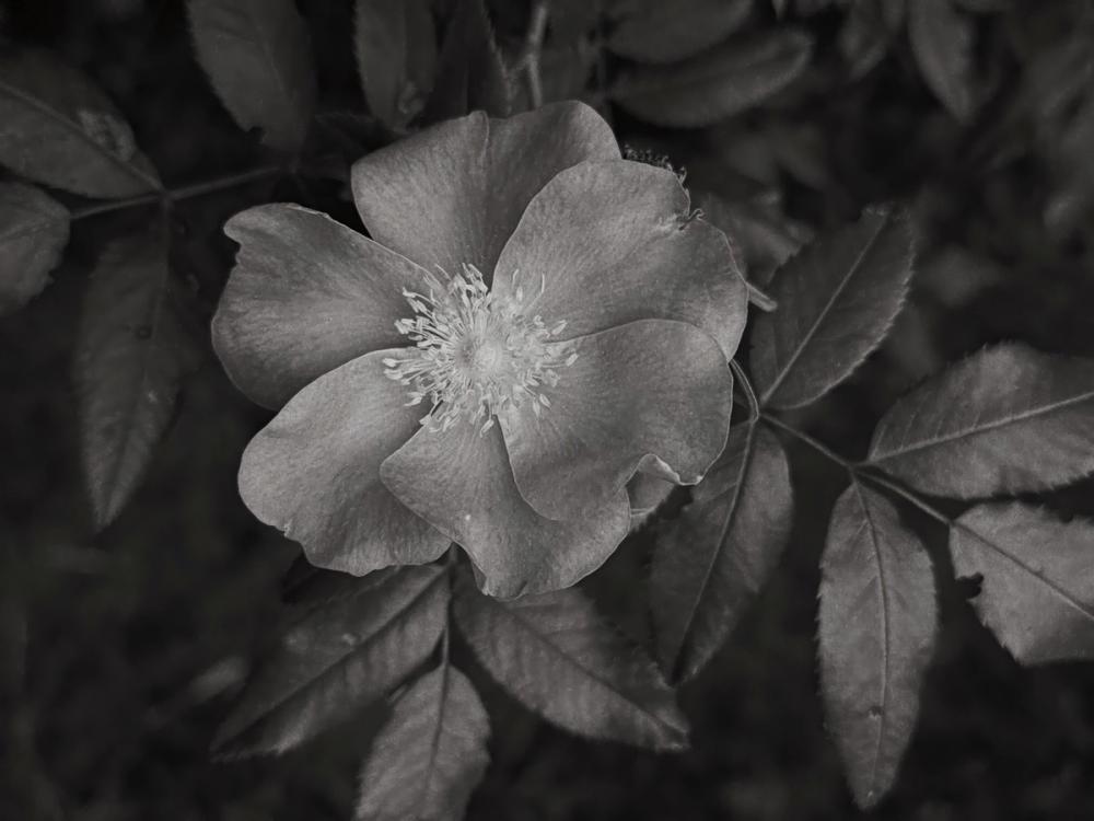 Wild Rose BW I