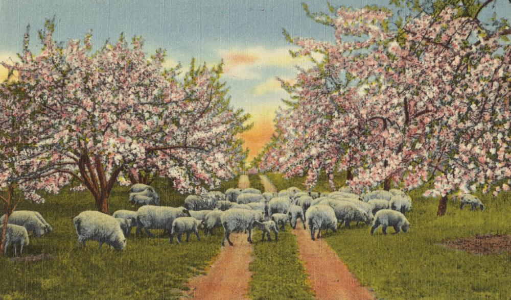 Sheep - Screenprint Postcard