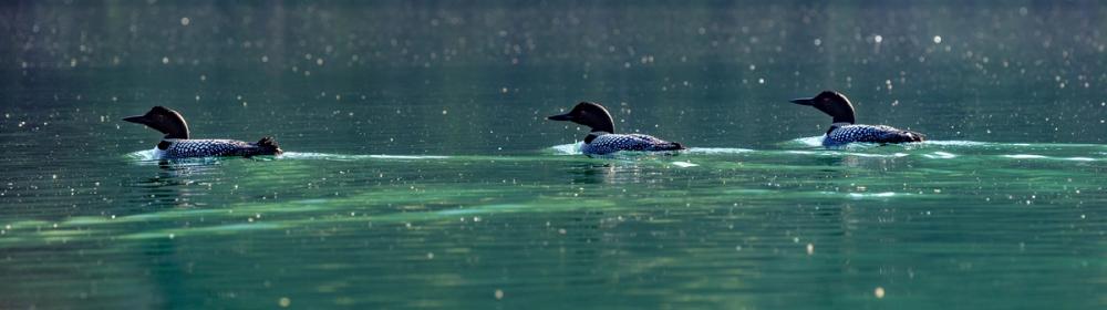 Common Loons
