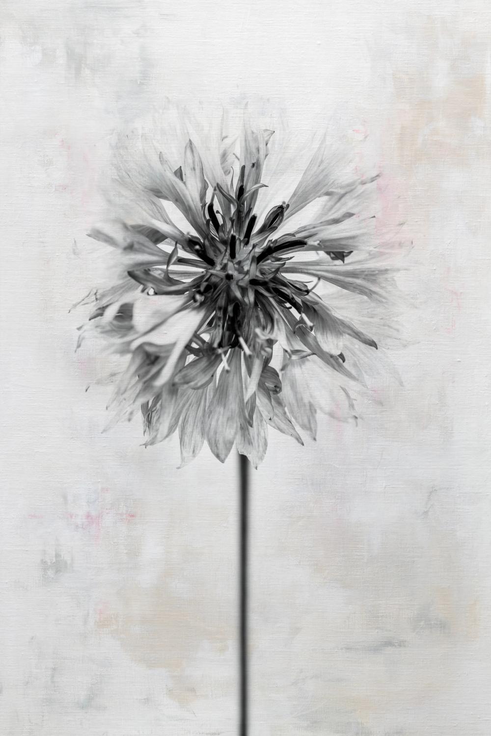 Wonderful Wildflowers X Neutral