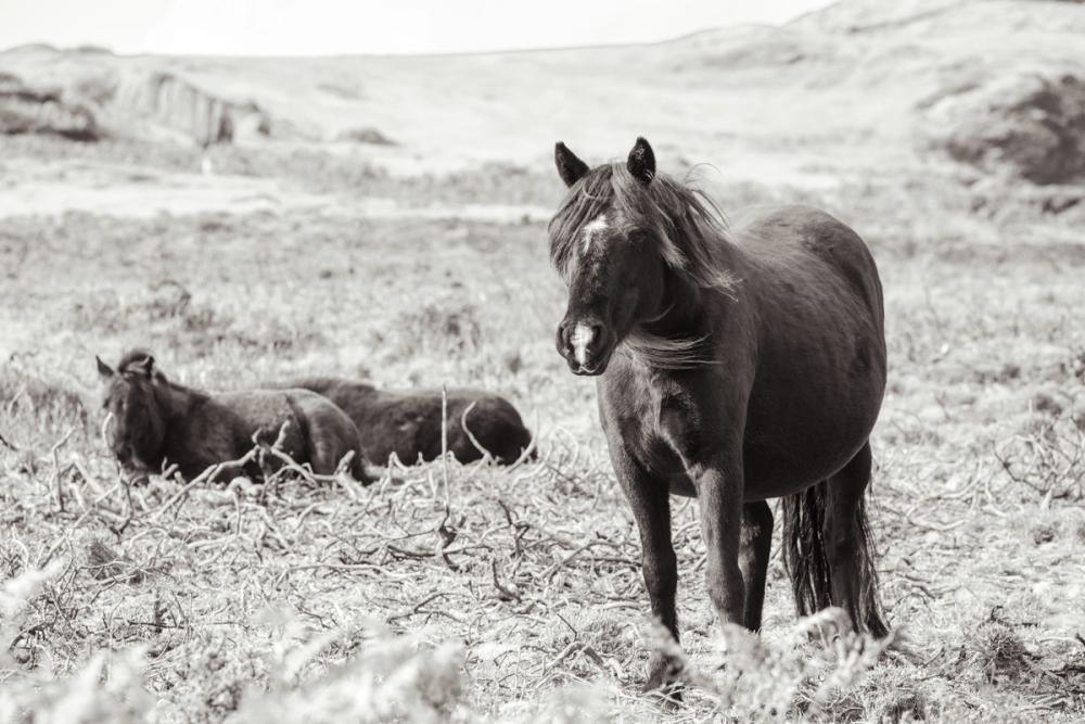 Dartmoor Ponies I