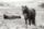 Dartmoor Ponies I
