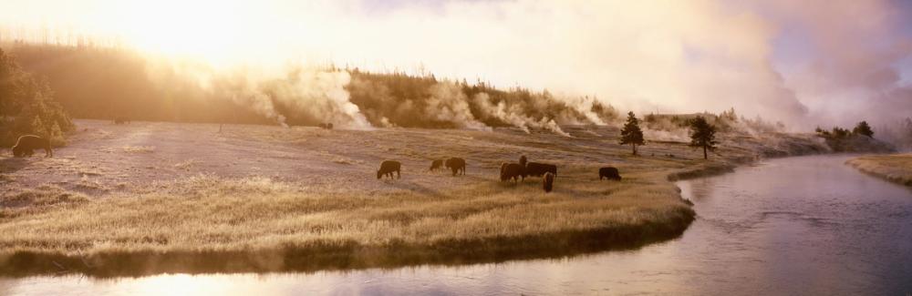 Bison Firehole River