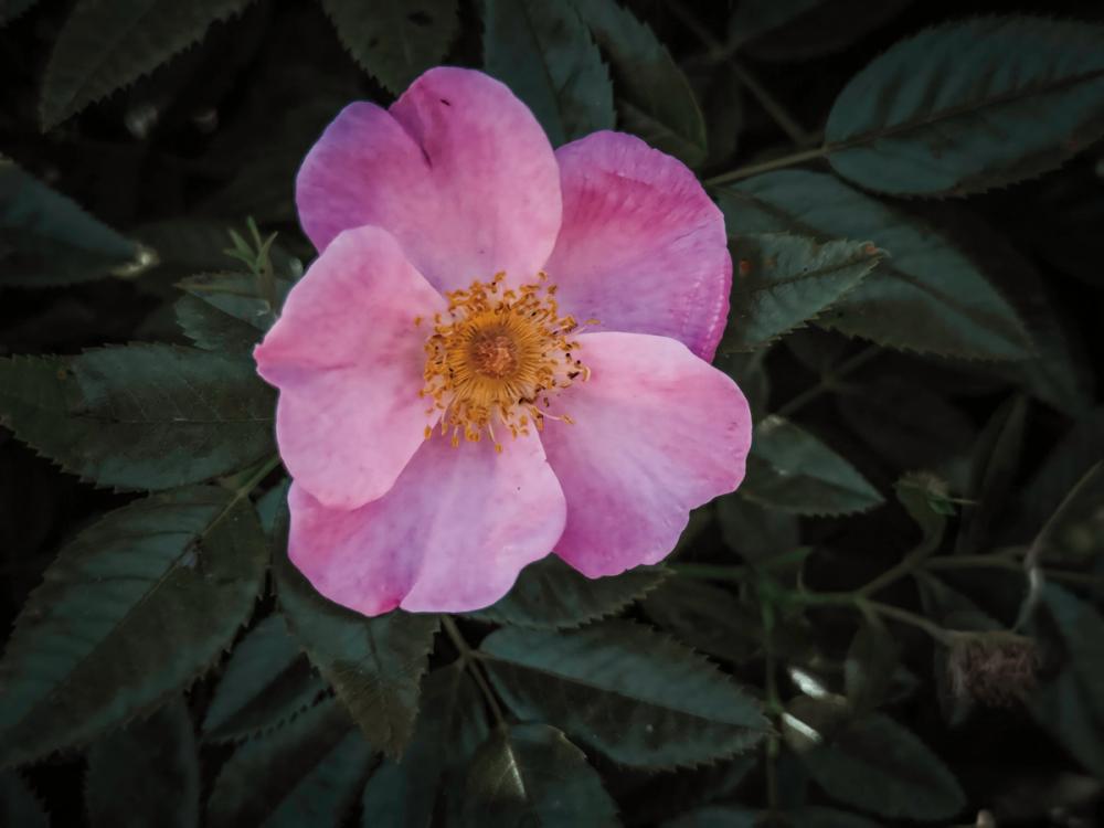 Wild Rose II