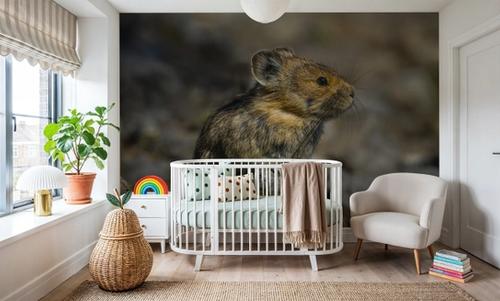 American Pika