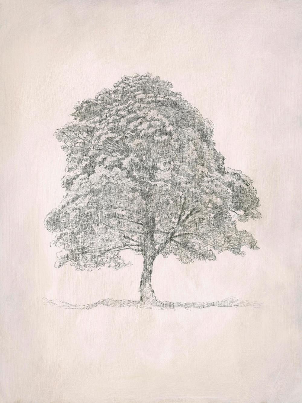 Sycamore Tree  II