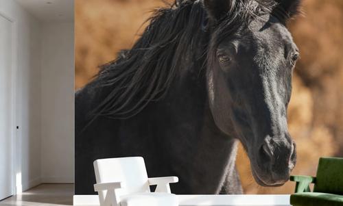 A Horse Called Utah