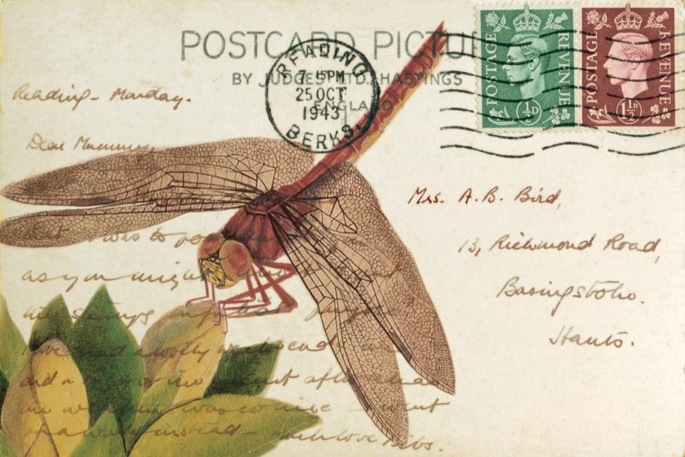 Dragonfly Postcard II Cream