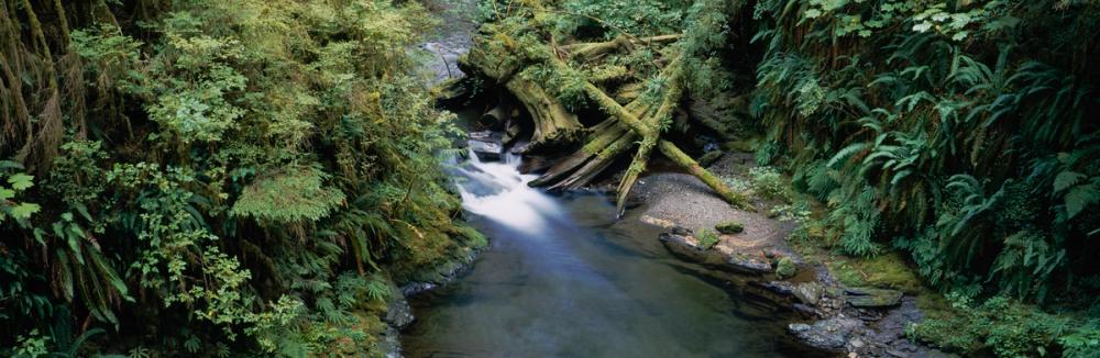 Willaby Creek, Washington State
