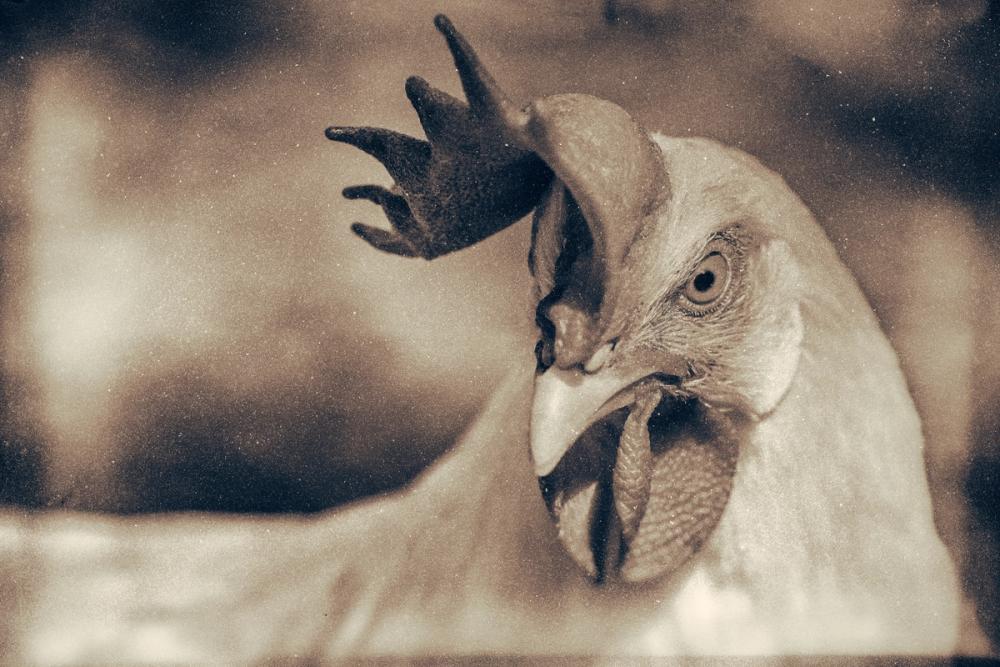 Chicken in the Sun II Sepia